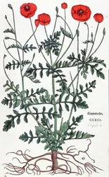 Papaver