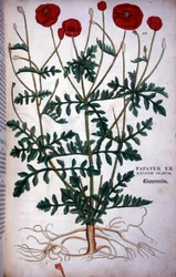 Klaproos in - in De Historia Stirpium commentarii badges,... door Leonhart Fuchs