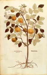 Kweepeer - Cydonia oblonga door Leonhart Fuchs uit De historia stirpium commentarii insignes, gekleurde gravure