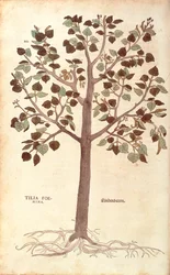 Kleinbladige linde - Tilia cordata (Tilia foemina) door Leonhart Fuchs uit De historia stirpium commentarii insignes (Opmerkelijke commentaren op de geschiedenis van planten)