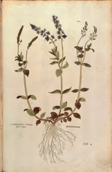 Ereprijs - Veronica officinalis of Compacte blauwe ereprijs - Veronica allionii (Chamaedrys vulgaris mas) door Leonhart Fuchs uit De historia stirpium commentarii insignes (Notable Commentaries on the History of Plants), gekleurde gravure