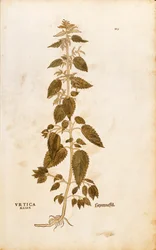 Brandnetel - Urtica dioica door Leonhart Fuchs uit De historia stirpium commentarii insignes, gekleurde gravure
