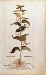 Witte Zwaluwwortel - Cynanchum vincetoxicum, gekleurde gravure uit De historia stirpium commentarii insignes