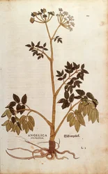 Wilde Engelwortel (Angelica sylvestris) door Leonhart Fuchs uit De historia stirpium commentarii insignes (Opmerkelijke Commentaren op de Geschiedenis van Planten), gekleurde gravure