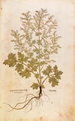 Alsem - Artemisia absinthium door Leonhart Fuchs uit De historia stirpium commentarii insignes, gekleurde gravure