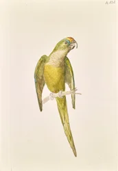 Papegaai