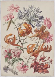Turkse lelies