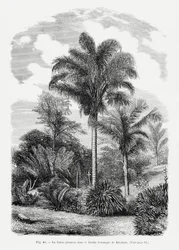 Vintage tekening van een palmboom Vi