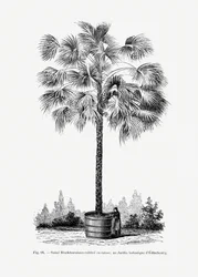 Vintage palmboomtekening X
