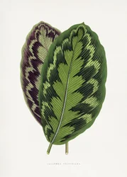 Illustratie van het blad van de Calathea Veitchiana