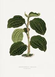 Groene Anoechtochilus setaceus – bladillustratie