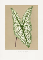Illustratie van een groen blad van de Caladium Belleymii