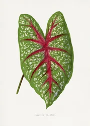 Illustratie van het blad van de groene Caladium Chantini
