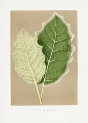 Illustratie van een groen blad van Solanum marginatum