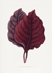Illustratie van een roze amarantblad
