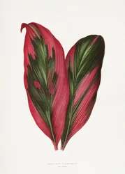 Roze Dracaena Terminalis-bladillustratie