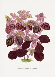 Illustratie van een roze blad van de Teleianthera ficoidea