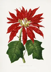 Illustratie van een Poinsettia Pulcherrima-blad