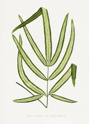 Illustratie van het blad van Pteris cretica