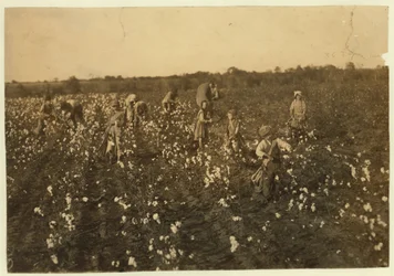 Familie die katoen plukt nabij McKinney, Texas, 1913