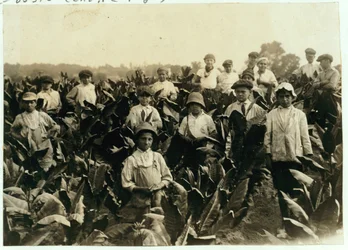 Goodrich Tabaksboerderij, nabij Gildersleeve, Connecticut, 1917