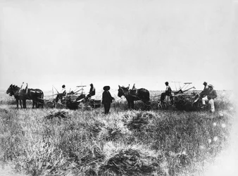 Hooien in de velden van Policoro, boeren met paarden en karren, Basilicata, begin 1900, Italië, 20e eeuw