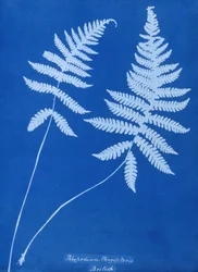 Cyanotype van Polypodium phegopteris