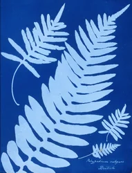 Cyanotype van Polypodium vulgare