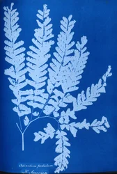 Cyanotype van een Noord-Amerikaanse varen, Adiantum pedatum