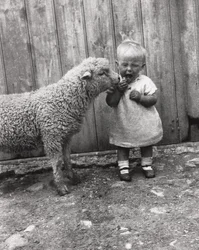 Lam dat geïnteresseerd is in het tussendoortje van een jong kind, ca. 1930s