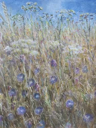 Korenbloem 1