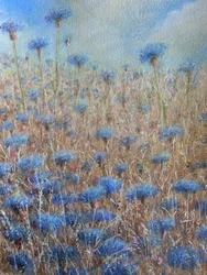 Korenbloemen 3