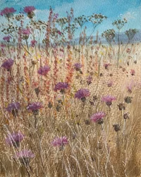 Donkere scabiosa