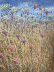 Scabiosa