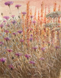 Scabiosa & dokken