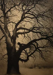 Léon Spilliaert (1881-1946) Boom in de winter Brafa 2019 31-01-2019