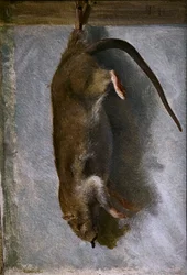 Studie van een dode rat