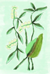 Fris, botanisch groen