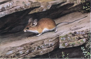 Grote Oor Pinion Muis vertegenwoordigt de witvoetige clan in de ruige canyons van het zuidwesten