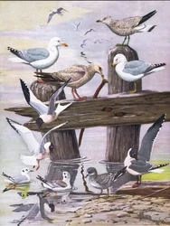 Illustratie uit The Natural History of American Birds of Eastern and Central North America, uitgegeven door Bramhall House c.1970