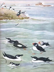 Illustratie uit The Natural History of American Birds of Eastern and Central North America, uitgegeven door Bramhall House c.1970