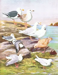 Illustratie uit De Natuurlijke Geschiedenis van Amerikaanse Vogels van Oost- en Centraal Noord-Amerika uitgegeven door Bramhall House ca. 1970