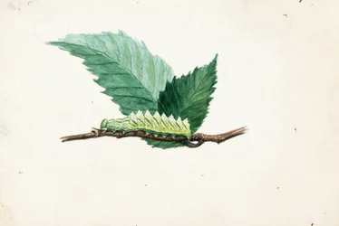 Rups met gekartelde bladrand, studie voor boek Concealing Coloration in the Animal Kingdom
