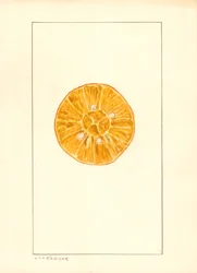 Orange (Citrus sinensis) (watercolor)