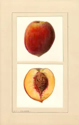 Perziken (Prunus persica: Nummer 10) (aquarel)