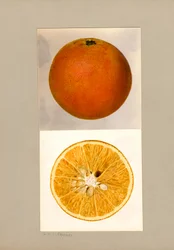 Ananassinaasappel (Citrus sinensis)