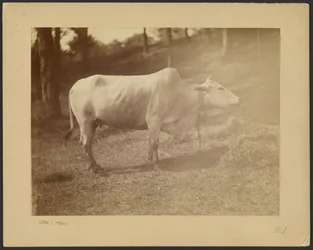 [Steer]