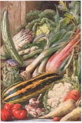 Tuin groenten, illustratie uit 