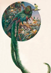 ‘Langstaarttrogons’, ca. 1910, 1911
