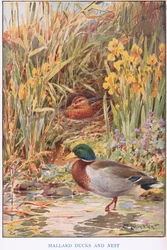 Wilde eenden en nest, illustratie uit 